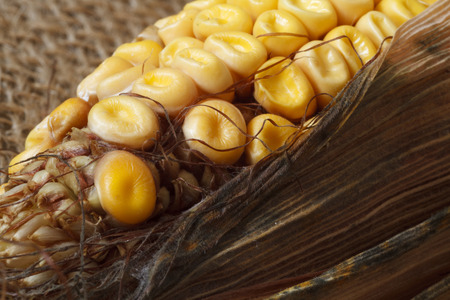 Old corn