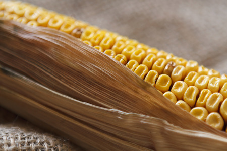 Old cornの写真素材