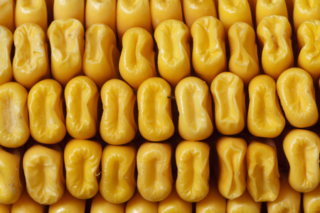 Old cornの写真素材