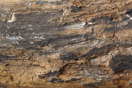 Wooden background, part of the old worm-eaten wood
