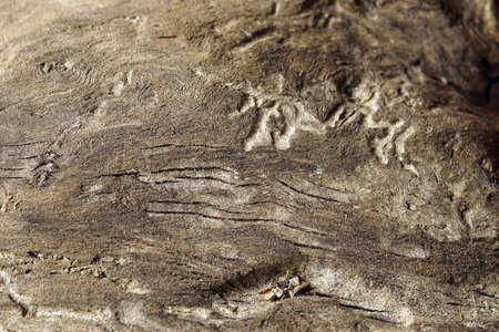Wooden background, part of the old worm-eaten woodの写真素材