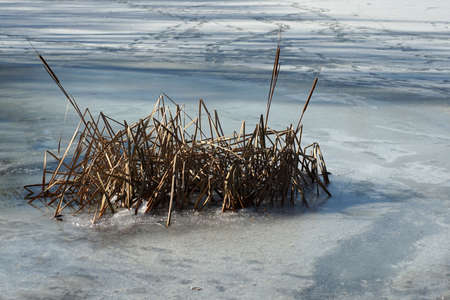 Cane and vegetation over frozen lakesの写真素材