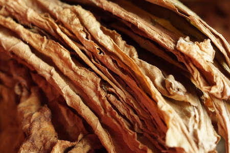 Dried tobacco leaves as background, close-up