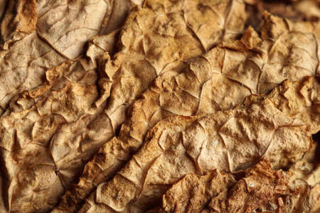 Dried tobacco leaves as background, close-upの写真素材