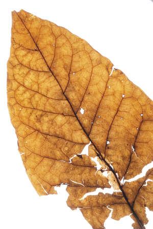 Dried transparent tobacco leave on white background with fine visible structure detailsAbstract...
