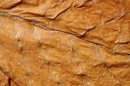 Dried tobacco leave with fine visible structure detailsAbstract textured backgroundClose up with very high-res for backgroundsSolonaceae, Nicotiana tabacumの写真素材