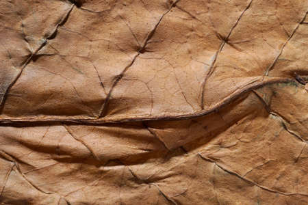 Dried tobacco leave with fine visible structure detailsAbstract textured backgroundClose up with very high-res for backgroundsSolonaceae, Nicotiana tabacumの写真素材