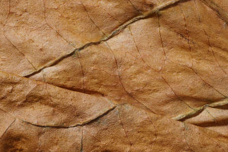Dried tobacco leave with fine visible structure detailsAbstract textured backgroundClose up with very high-res for backgroundsSolonaceae, Nicotiana tabacumの写真素材