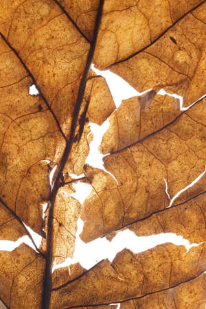 Dried transparent tobacco leave on white background with fine visible structure detailsAbstract...