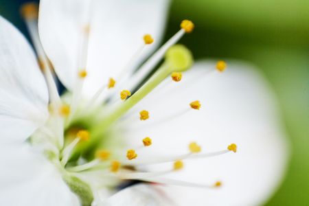 An image of white blossom close-up