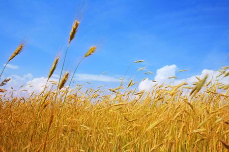 An image of a field with yellow wheat