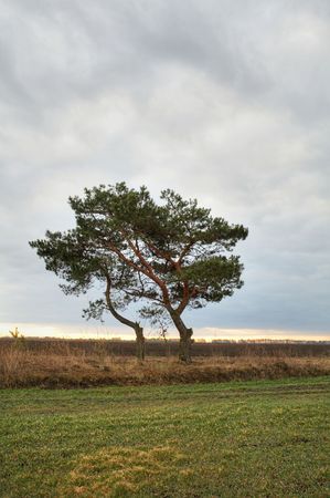 A lonely pine-tree in the fieldの写真素材