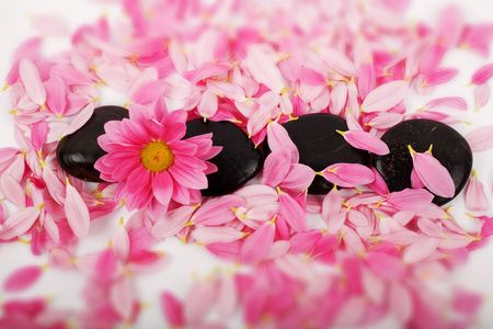 Pink petals and black stones for SPA-の写真素材