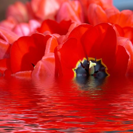 An image of nice red tulip in waterの写真素材