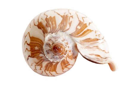 An image of isolated seashell