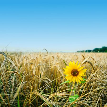 An image of solitude sunflower on yellow fieldの写真素材