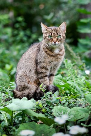 An image of a cat. Outdoor on green grassの写真素材