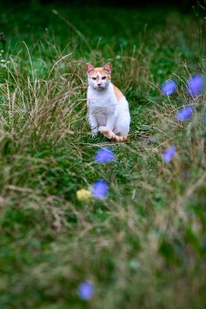 An image of a cat in green grassの写真素材