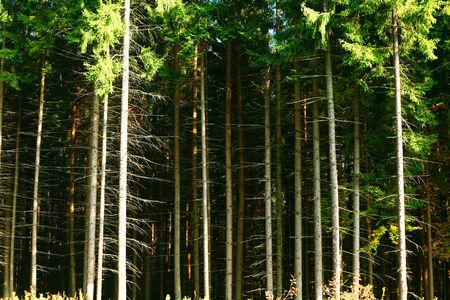 An image of a trees in autumn forest