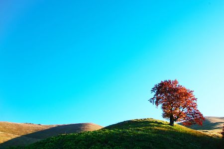 An image of autumn tree on a hill