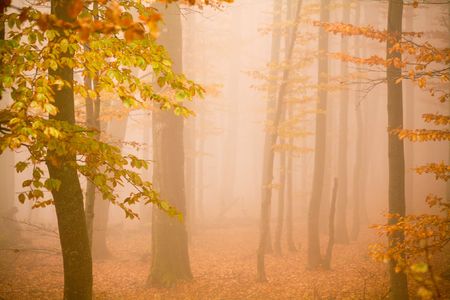 An image of misty forest. Autumn theme.