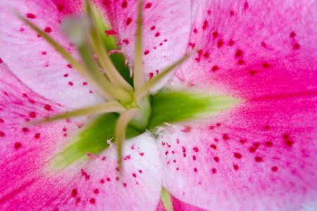 Part of flower closeup: abstract image of petalsの写真素材