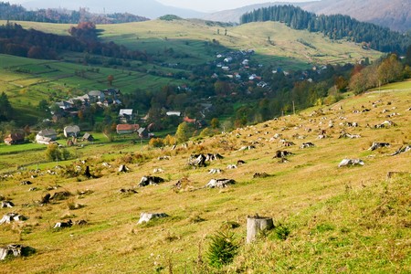 An image of the stumps in the fieldの写真素材