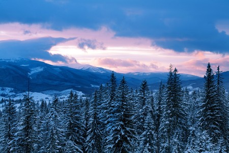 An image of evening mountains and high firtrees covered with snowの写真素材