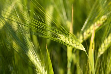 An image of green grain of oatsの写真素材