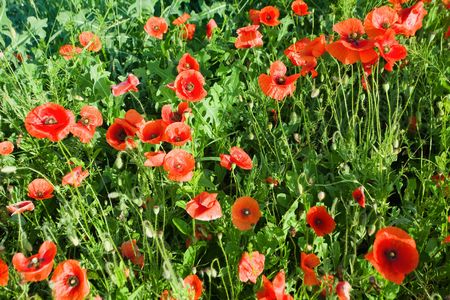 An image of beautiful red poppies on the background of grassの写真素材