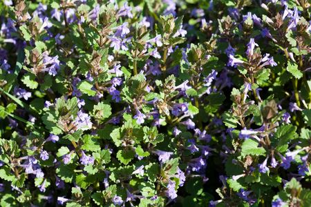 Veronica flowers blooming in a forestの写真素材
