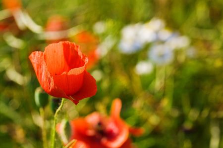 An image of summer field of beautiful flowersの写真素材