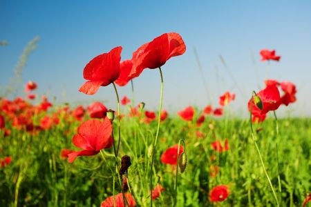 An image of beautiful red poppies in the field and blue skyの写真素材