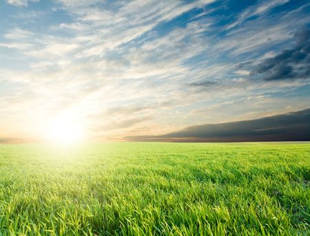 Bright sunset over growing green crops in the fieldの写真素材