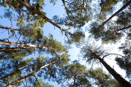 Tree crowns on summer blue sky  backgroundの写真素材