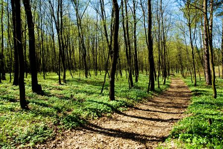 A road passing through the forestの写真素材