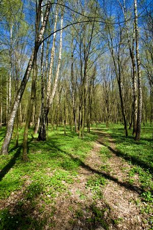 Narrow woodland road amongst  the green trees

の写真素材