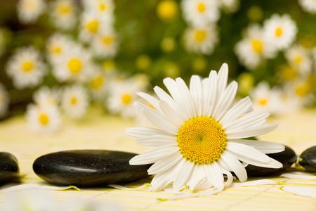 Chamomile flowers and black stones for spa massageの写真素材