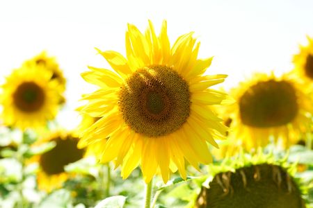 An image of beautiful big yellow sunflowersの写真素材