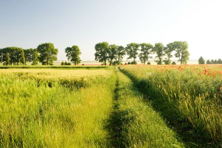 An image of a beautiful green field and treesの写真素材