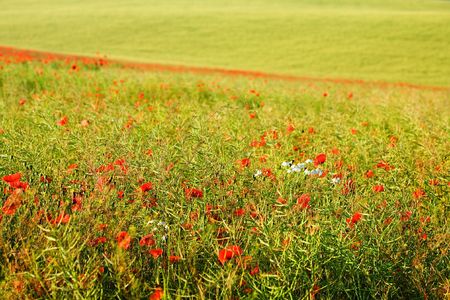 An image of beautiful summer field of red poppiesの写真素材