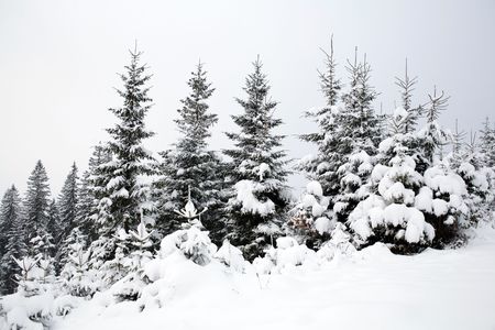 An image of a beautiful forest in winterの写真素材