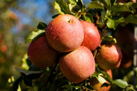 A group of red apples covered with dewの写真素材