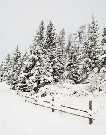 An image of beautiful winter scene with treesの写真素材