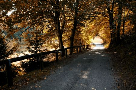 An image of beautiful yellow autumn treesの写真素材