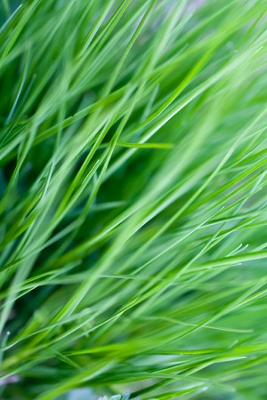 An image of lush thick green grass close-upの写真素材