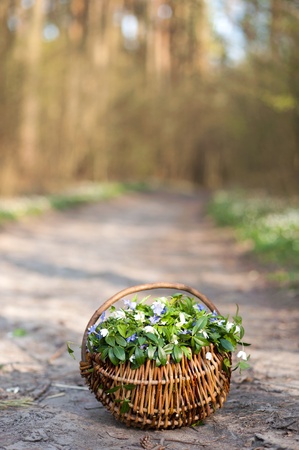 An image of spring flowers in the basketの写真素材