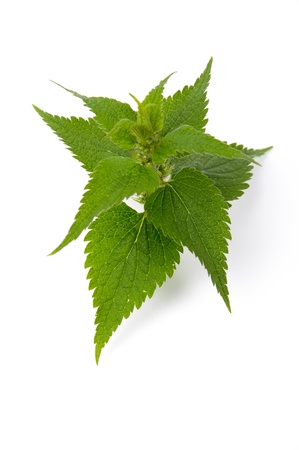 An image of deadnettle on white backgroundの写真素材