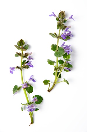 An image of two twigs of dead-nettle on white backgroundの写真素材