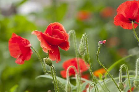 red poppies on green fieldの写真素材